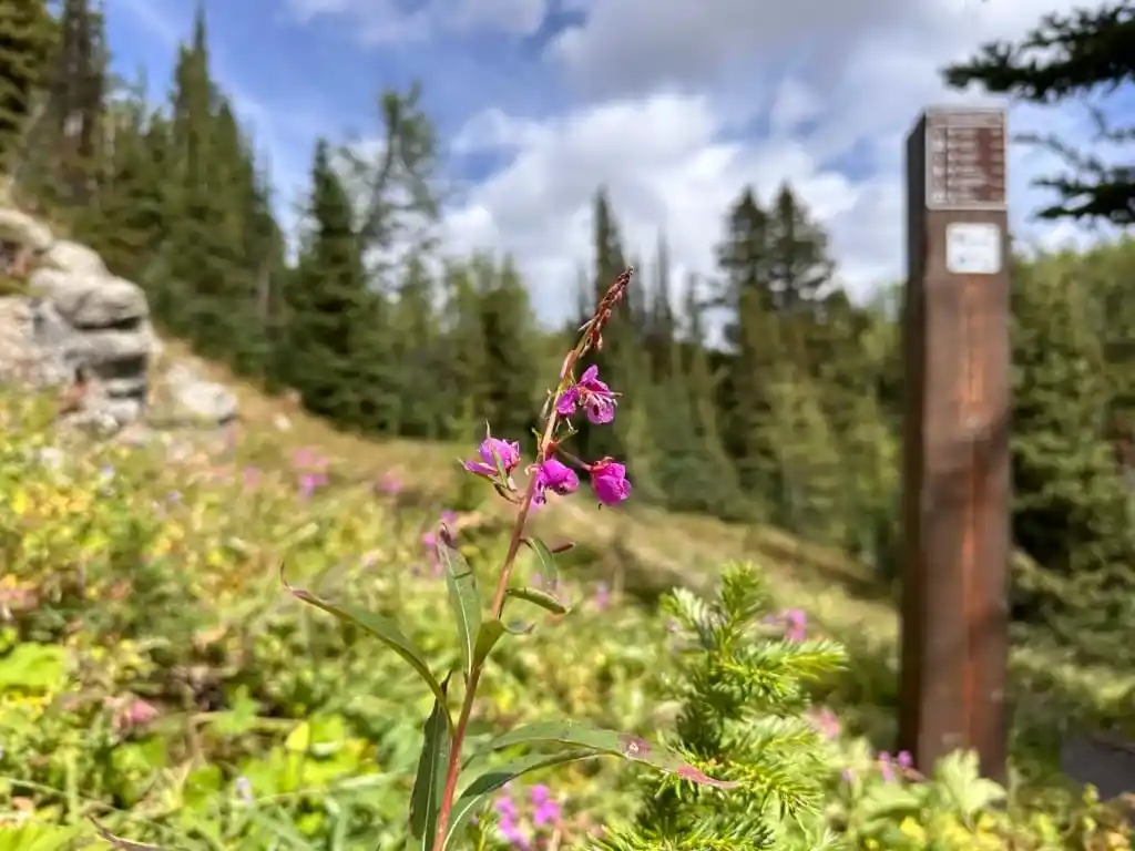Fireweed next to a trail sign