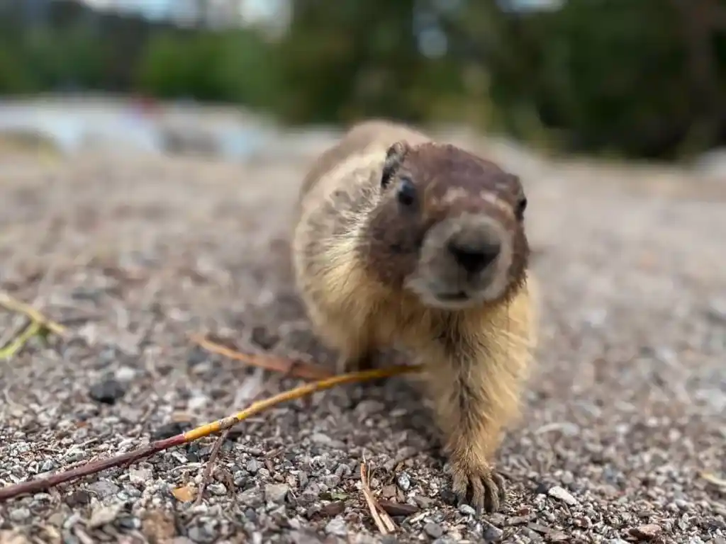 A baby yellow-bellied marmot looks at the camera